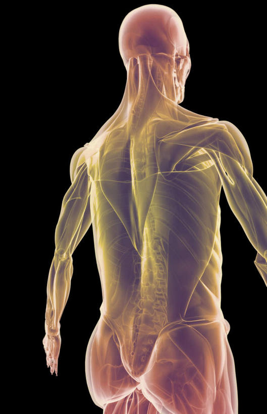 动脉,静脉,肌肉,健壮,无人,竖图,室内,特写,白天,正面,数码,科技,静物,阴影,黑色背景,局部,网络,医学,光芒,高光,几何,计算机图形,合成,健康,活力,力量,人体,青春,部分,电脑合成图,数码合成图,生物学,强壮,生理学,写实,具体,具象,三角肌,彩图