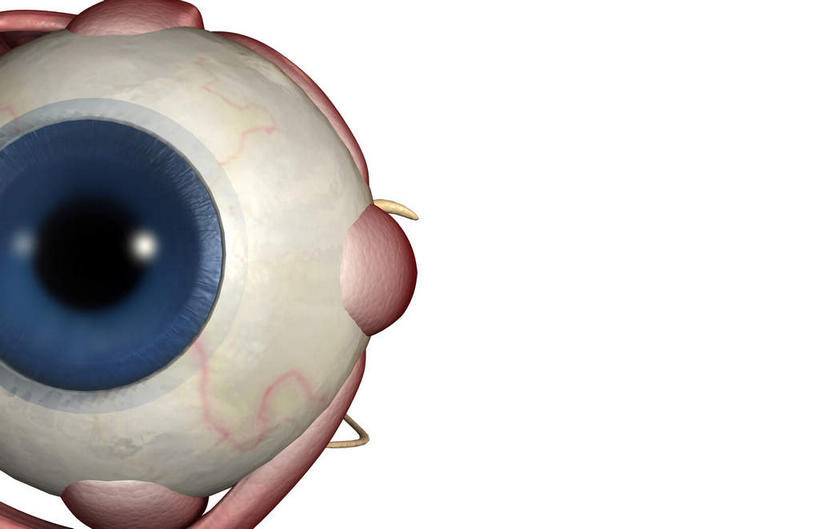 眼睛,动脉,静脉,无人,竖图,室内,特写,白天,白色背景,正面,数码,科技,静物,瞳孔,阴影,局部,网络,医学,高光,几何,计算机图形,合成,模型,人体,眼部,部分,电脑合成图,数码合成图,生物学,视网膜,眼球,器官,生理学,写实,具体,具象,巩膜,角膜,视觉器官,眼房,眼球壁,下斜肌,外直肌,眼,彩图