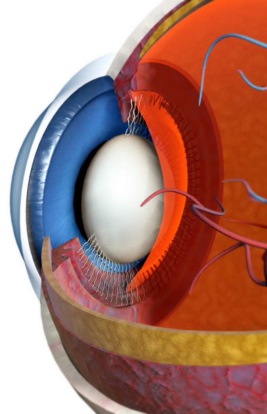 眼睛,动脉,静脉,无人,竖图,室内,特写,白天,白色背景,正面,数码,科技,静物,瞳孔,阴影,局部,网络,医学,高光,几何,计算机图形,合成,模型,人体,眼部,部分,电脑合成图,数码合成图,生物学,视网膜,眼球,器官,生理学,写实,具体,具象,巩膜,角膜,脉络膜,视觉器官,眼房,眼球壁,眼,彩图