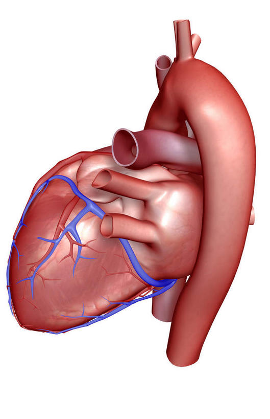 内脏,肺,心脏,动脉,静脉,无人,竖图,室内,特写,白天,白色背景,正面,数码,科技,静物,阴影,局部,网络,医学,高光,几何,计算机图形,合成,模型,人体,部分,电脑合成图,数码合成图,生物学,器官,心血管,心房,心室,生理学,写实,具体,具象,肺动脉,肺静脉,冠状静脉窦,冠心病,冠状沟,肺部,肺脏,心,彩图