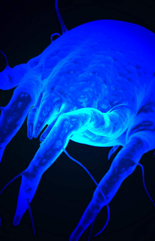 无人,竖图,室内,特写,白天,正面,数码,科技,微生物,阴影,黑色背景,局部,网络,医学,光芒,高光,几何,计算机图形,合成,蓝色,生物,部分,电脑合成图,数码合成图,医疗,病毒,生物学,哮喘,过敏,写实,具体,具象,寄生,生命体,生物病毒,尘螨,半身,彩图