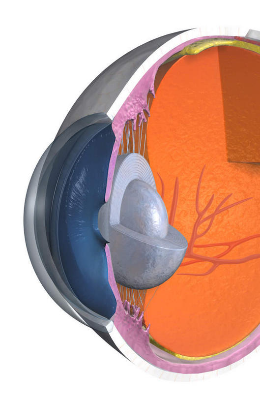 眼睛,无人,竖图,室内,特写,白天,白色背景,正面,数码,科技,瞳孔,阴影,局部,网络,高光,几何,计算机图形,合成,眼部,部分,电脑合成图,数码合成图,视网膜,眼球,器官,写实,具体,具象,巩膜,角膜,视觉器官,眼房,眼球壁,眼,彩图