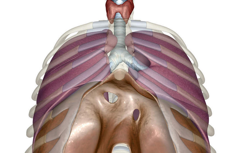 内脏,肺,气管,动脉,静脉,骨骼,胸骨,肋骨,无人,横图,插画,室内,特写,白天,白色背景,正面,数码,科技,静物,阴影,网络,医学,骨头,高光,几何,计算机图形,合成,图画,画,红色,模型,人体,电脑合成图,数码合成图,骨架,生物学,人体器官,器官,漫画,生理学,写实,具体,具象,隔膜,呼吸系统,肋软骨,肺部,肺脏,彩图