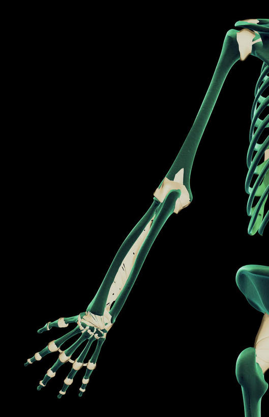 锁骨,肩胛骨,动脉,静脉,骨骼,胸骨,肋骨,无人,竖图,插画,室内,特写,白天,正面,数码,科技,静物,阴影,黑色背景,局部,网络,医学,骨头,高光,几何,计算机图形,合成,图画,画,模型,人体,部分,电脑合成图,数码合成图,骨架,生物学,漫画,生理学,写实,具体,具象,颈椎,腕骨,腰骨,掌骨,指骨,肋软骨,半身,彩图