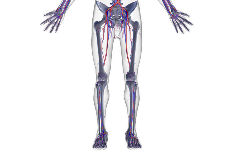 神经,动脉,静脉,骨骼,无人,横图,插画,室内,特写,白天,白色背景,正面,数码,科技,静物,阴影,局部,网络,医学,骨头,高光,几何,计算机图形,合成,图画,画,模型,人体,部分,电脑合成图,数码合成图,骨架,生物学,器官,漫画,生理学,写实,具体,具象,髌骨,骶骨,腓骨,跗骨,股骨,胫骨,髋骨,腕骨,尾骨,掌骨,趾骨,半身,彩图