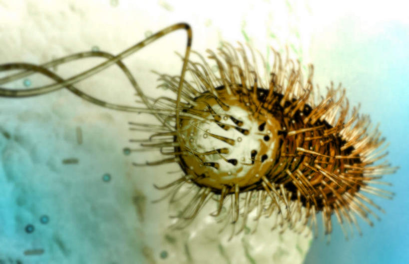 无人,横图,插画,室内,特写,白天,正面,数码,科技,微生物,阴影,网络,医学,细胞,高光,几何,计算机图形,合成,图画,画,生物,电脑合成图,数码合成图,医疗,病毒,生物学,漫画,写实,具体,具象,寄生,生命体,生物病毒,幽门螺旋杆菌,彩图