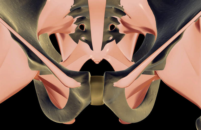 动脉,静脉,骨骼,无人,横图,插画,室内,特写,白天,正面,数码,科技,静物,阴影,黑色背景,局部,网络,医学,骨头,高光,几何,计算机图形,合成,图画,画,模型,人体,部分,电脑合成图,数码合成图,骨架,生物学,漫画,生理学,写实,具体,具象,尾骨,半身,彩图