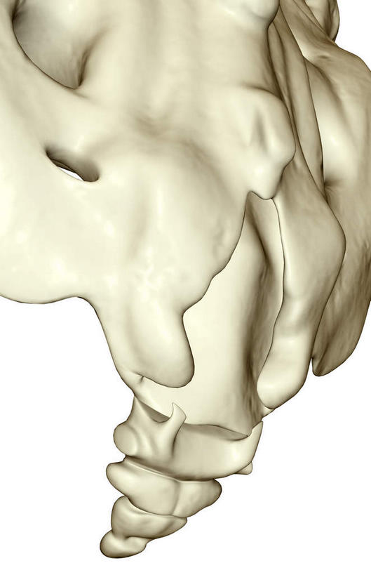 动脉,静脉,骨骼,无人,竖图,插画,室内,特写,白天,白色背景,正面,数码,科技,静物,阴影,局部,网络,医学,骨头,高光,几何,计算机图形,合成,图画,画,模型,人体,部分,电脑合成图,数码合成图,骨架,生物学,漫画,生理学,写实,具体,具象,尾骨,半身,彩图