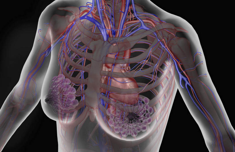 内脏,心脏,动脉,静脉,骨骼,胸骨,肋骨,血管,无人,横图,插画,室内,特写,白天,正面,数码,科技,静物,阴影,黑色背景,局部,网络,骨头,高光,几何,计算机图形,合成,图画,画,模型,人体,经脉,部分,电脑合成图,数码合成图,骨架,生物学,器官,漫画,心血管,心房,心室,生理学,写实,具体,具象,肋软骨,心,半身,彩图