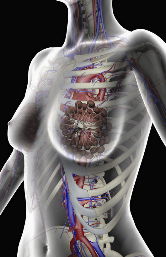 乳房,内脏,心脏,动脉,静脉,骨骼,胸骨,肋骨,血管,无人,竖图,插画,室内,特写,白天,正面,数码,科技,静物,阴影,黑色背景,局部,网络,骨头,高光,几何,计算机图形,合成,图画,画,模型,人体,经脉,部分,电脑合成图,数码合成图,骨架,生物学,器官,漫画,心血管,心房,心室,生理学,写实,具体,具象,肋软骨,输乳管,心,半身,彩图