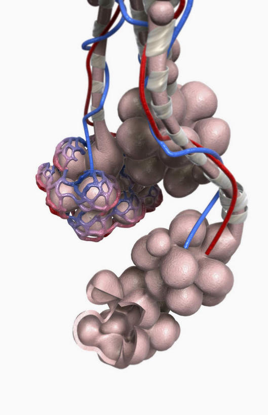 毛细血管,无人,竖图,插画,室内,特写,白天,白色背景,正面,数码,科技,静物,阴影,网络,医学,细胞,高光,几何,计算机图形,合成,图画,画,人体,电脑合成图,数码合成图,生物学,漫画,生理学,写实,具体,具象,彩图
