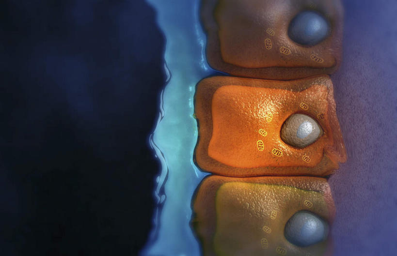 无人,横图,插画,室内,特写,白天,正面,数码,科技,静物,阴影,网络,医学,细胞,高光,几何,计算机图形,合成,图画,画,粘液,人体,电脑合成图,数码合成图,生物学,漫画,生理学,写实,具体,具象,杯状细胞,囊性纤维化,粘膜,彩图