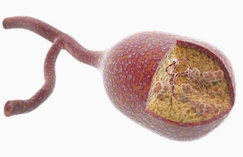 无人,横图,插画,室内,特写,白天,白色背景,正面,数码,科技,静物,阴影,网络,医学,细胞,高光,几何,计算机图形,合成,图画,画,人体,电脑合成图,数码合成图,生物学,漫画,生理学,写实,具体,具象,乳腺小叶,叶,彩图