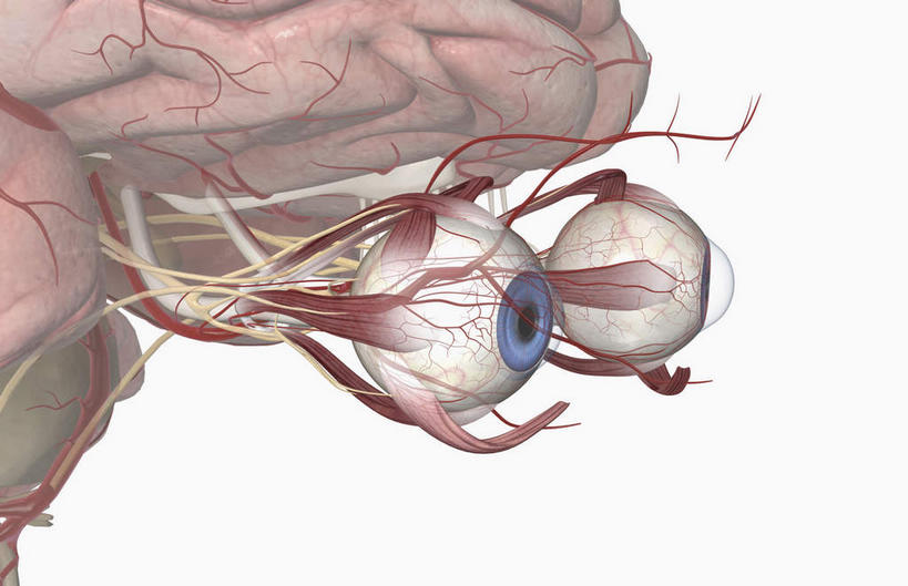 眼睛,肌肉,健壮,无人,横图,插画,室内,特写,白天,白色背景,正面,数码,科技,瞳孔,阴影,局部,网络,高光,几何,计算机图形,合成,图画,画,健康,活力,力量,眼部,青春,部分,电脑合成图,数码合成图,视网膜,眼球,强壮,器官,漫画,写实,具体,具象,巩膜,角膜,滑车神经,视神经,外展神经,视觉器官,眼房,眼球壁,下斜肌,脑动脉,动眼神经,外直肌,眼,半身,彩图
