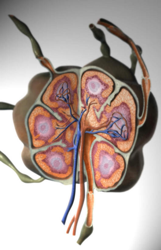 无人,竖图,插画,室内,特写,白天,白色背景,正面,数码,科技,静物,阴影,网络,医学,高光,几何,计算机图形,合成,图画,画,人体,电脑合成图,数码合成图,生物学,漫画,生理学,写实,具体,具象,淋巴系统,淋巴细胞,淋巴,淋巴管,淋巴液,淋巴组织,免疫组织,彩图