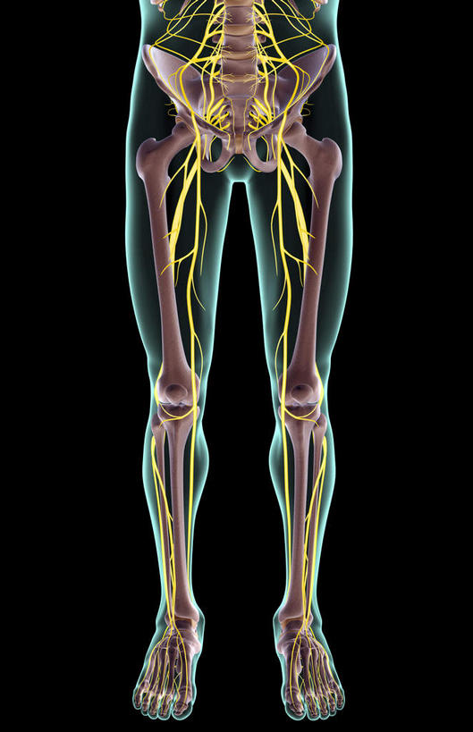 神经,动脉,静脉,骨骼,无人,竖图,插画,x光片,室内,特写,白天,正面,数码,科技,静物,阴影,黑色背景,局部,辐射,科学,网络,医学,骨头,高光,几何,计算机图形,合成,图画,画,模型,人体,部分,电脑合成图,数码合成图,骨架,医疗,生物学,科学技术,x射线,x光,漫画,生理学,写实,具体,具象,胫神经,腰丛,股神经,隐神经,骶丛神经,骶神经,半身,彩图,电磁波,电磁辐射