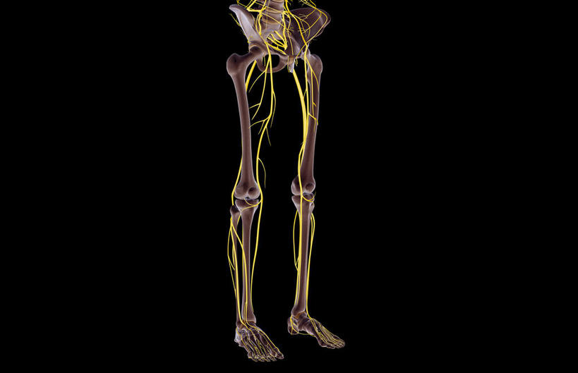 神经,动脉,静脉,骨骼,无人,横图,插画,室内,特写,白天,正面,数码,科技,静物,阴影,黑色背景,局部,网络,医学,骨头,高光,几何,计算机图形,合成,图画,画,模型,人体,部分,电脑合成图,数码合成图,骨架,生物学,漫画,生理学,写实,具体,具象,胫神经,股神经,隐神经,半身,彩图