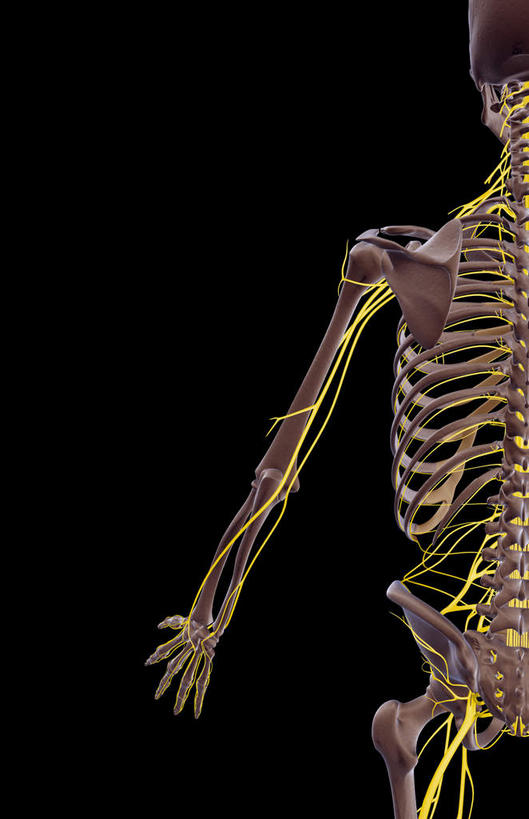 神经,动脉,静脉,骨骼,无人,竖图,插画,室内,特写,白天,正面,数码,科技,静物,阴影,黑色背景,局部,网络,医学,骨头,高光,几何,计算机图形,合成,图画,画,模型,人体,部分,电脑合成图,数码合成图,骨架,生物学,漫画,生理学,写实,具体,具象,尺神经,桡神经,半身,彩图