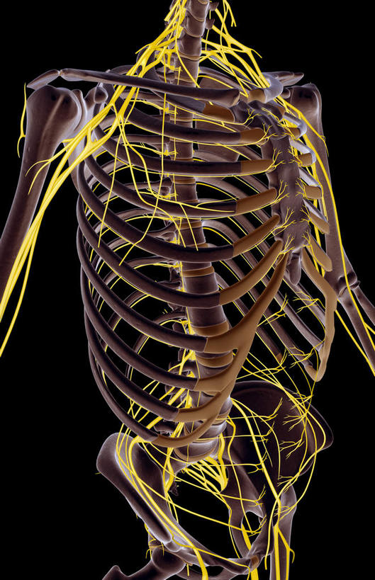神经,动脉,静脉,骨骼,无人,竖图,插画,室内,特写,白天,正面,数码,科技,静物,阴影,黑色背景,局部,网络,医学,骨头,高光,几何,计算机图形,合成,图画,画,模型,人体,部分,电脑合成图,数码合成图,骨架,生物学,漫画,生理学,写实,具体,具象,肋间神经,腋神经,腰丛,臂丛,骶丛神经,骶神经,半身,彩图