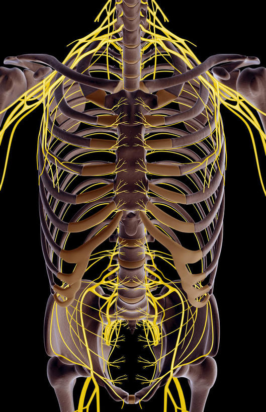 神经,动脉,静脉,骨骼,无人,竖图,插画,室内,特写,白天,正面,数码,科技,静物,阴影,黑色背景,局部,网络,医学,骨头,高光,几何,计算机图形,合成,图画,画,模型,人体,部分,电脑合成图,数码合成图,骨架,生物学,漫画,生理学,写实,具体,具象,肋间神经,胸神经,腋神经,腰丛,臂丛,骶神经,骶神经丛,半身,彩图
