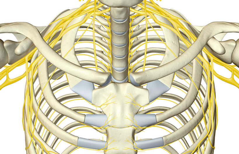 神经,动脉,静脉,骨骼,胸骨,肋骨,无人,横图,插画,室内,特写,白天,白色背景,正面,数码,科技,静物,阴影,局部,网络,医学,骨头,高光,几何,计算机图形,合成,图画,画,模型,人体,部分,电脑合成图,数码合成图,骨架,生物学,漫画,生理学,写实,具体,具象,肋间神经,胸神经,腋神经,肋软骨,臂丛,半身,彩图