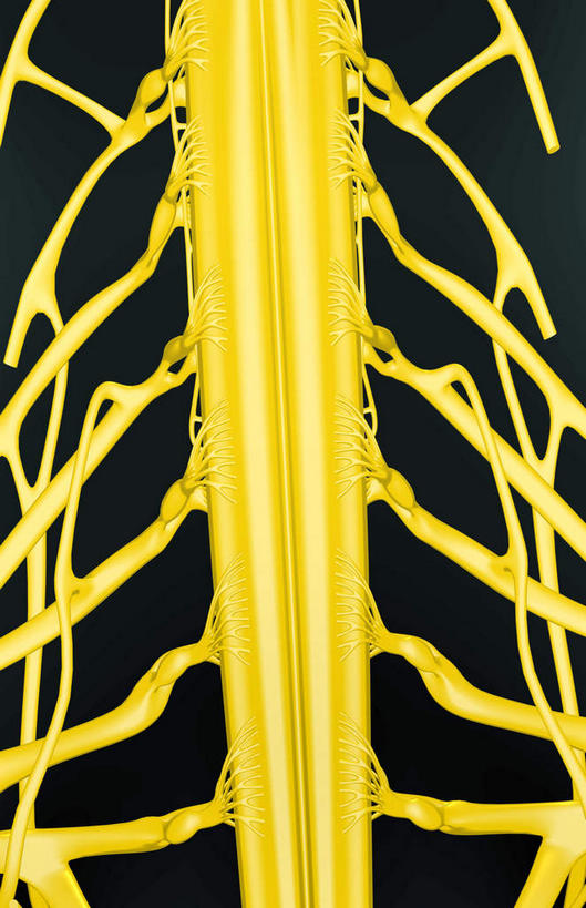 神经,动脉,静脉,无人,竖图,插画,室内,特写,白天,正面,数码,科技,静物,阴影,黑色背景,局部,网络,医学,高光,几何,计算机图形,合成,图画,画,人体,部分,电脑合成图,数码合成图,生物学,漫画,生理学,写实,具体,具象,颈神经,颈丛,颈椎神经,半身,彩图