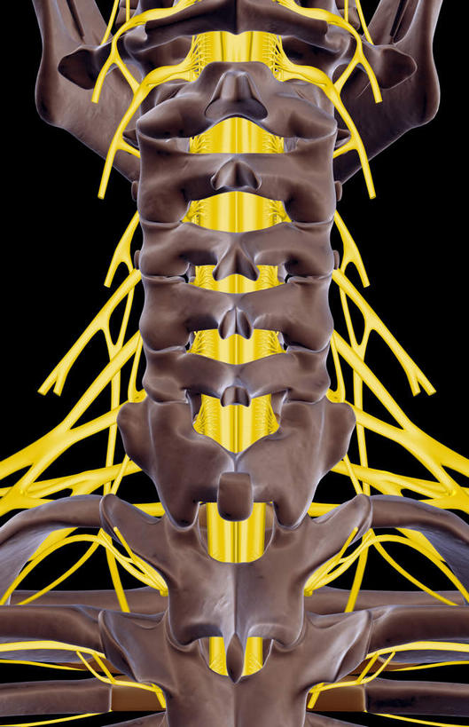 神经,动脉,静脉,骨骼,无人,竖图,插画,室内,特写,白天,正面,数码,科技,静物,阴影,黑色背景,局部,网络,医学,骨头,高光,几何,计算机图形,合成,图画,画,模型,人体,部分,电脑合成图,数码合成图,骨架,生物学,漫画,生理学,写实,具体,具象,颈椎,颈神经,颈丛,颈椎神经,臂丛神经,半身,彩图