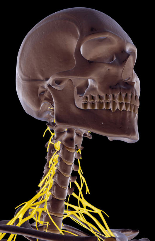 神经,动脉,静脉,骨骼,无人,竖图,插画,室内,特写,白天,正面,数码,科技,静物,阴影,黑色背景,局部,网络,医学,骨头,高光,几何,计算机图形,合成,图画,画,模型,人体,部分,电脑合成图,数码合成图,骨架,生物学,漫画,生理学,写实,具体,具象,鼻骨,顶骨,额骨,颈椎,颈神经,下颌骨,颈丛,臂丛神经,半身,彩图