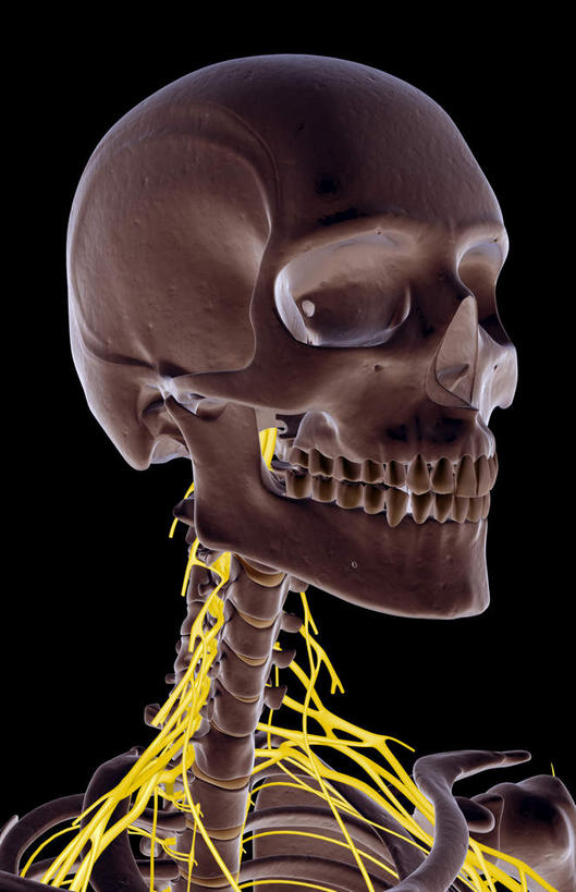 神经,动脉,静脉,骨骼,无人,竖图,插画,室内,特写,白天,正面,数码,科技,静物,阴影,黑色背景,局部,网络,医学,骨头,高光,几何,计算机图形,合成,图画,画,模型,人体,部分,电脑合成图,数码合成图,骨架,生物学,漫画,生理学,写实,具体,具象,鼻骨,顶骨,额骨,颈椎,颈神经,下颌骨,颈丛,臂丛神经,半身,彩图