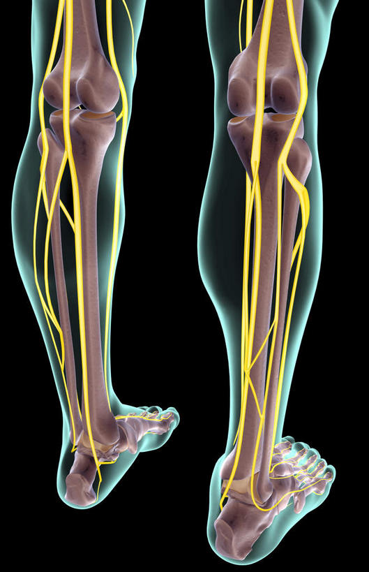 神经,动脉,静脉,骨骼,腿,无人,竖图,插画,x光片,室内,特写,白天,正面,数码,科技,静物,阴影,黑色背景,局部,辐射,科学,网络,医学,骨头,光芒,高光,几何,计算机图形,合成,图画,画,模型,人体,皮肤,部分,电脑合成图,数码合成图,骨架,医疗,生物学,科学技术,x射线,x光,漫画,生理学,写实,具体,具象,髌骨,腓骨,跗骨,股骨,胫骨,趾骨,胫神经,蹠骨,四肢,半身,彩图,电磁波,电磁辐射
