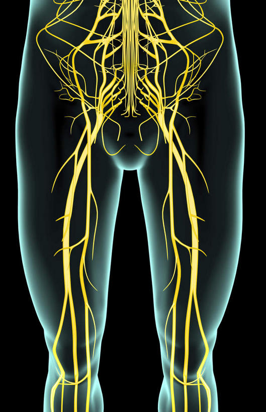 神经,动脉,静脉,腿,无人,竖图,插画,x光片,室内,特写,白天,正面,数码,科技,静物,阴影,黑色背景,局部,辐射,科学,网络,医学,光芒,高光,几何,计算机图形,合成,图画,画,人体,皮肤,部分,电脑合成图,数码合成图,医疗,生物学,科学技术,x射线,x光,漫画,生理学,写实,具体,具象,股神经,隐神经,四肢,半身,彩图,电磁波,电磁辐射