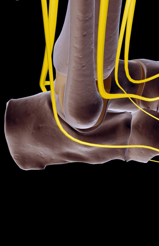 神经,动脉,静脉,骨骼,无人,竖图,插画,室内,特写,白天,正面,数码,科技,静物,阴影,黑色背景,局部,网络,医学,骨头,高光,几何,计算机图形,合成,图画,画,模型,人体,部分,电脑合成图,数码合成图,骨架,生物学,漫画,生理学,写实,具体,具象,脚裸,裸关节,半身,彩图