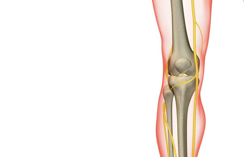 神经,动脉,静脉,骨骼,无人,横图,插画,x光片,室内,特写,白天,白色背景,正面,数码,科技,静物,阴影,局部,辐射,科学,网络,医学,骨头,光芒,高光,几何,计算机图形,合成,图画,画,红色,模型,人体,部分,电脑合成图,数码合成图,骨架,医疗,生物学,科学技术,x射线,x光,漫画,生理学,写实,具体,具象,髌骨,隐神经,半身,彩图,电磁波,电磁辐射