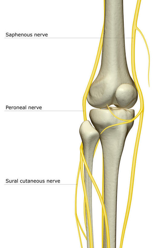 神经,动脉,静脉,骨骼,无人,竖图,插画,室内,特写,白天,白色背景,正面,数码,科技,静物,阴影,局部,网络,医学,英文,标志,文字,字符,字母,骨头,高光,几何,计算机图形,合成,图画,标识,画,模型,人体,英文字母,部分,电脑合成图,数码合成图,骨架,生物学,漫画,生理学,写实,具体,具象,髌骨,隐神经,半身,彩图
