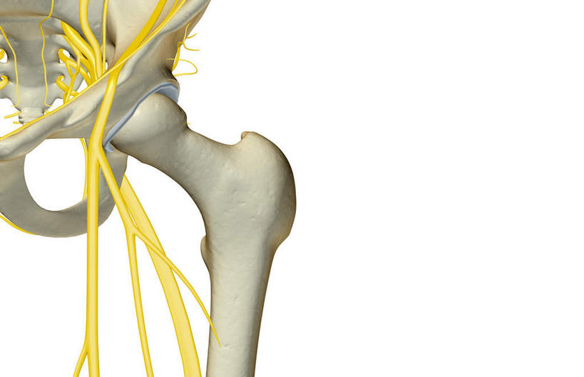 神经,动脉,静脉,骨骼,无人,横图,插画,室内,特写,白天,白色背景,正面,数码,科技,静物,阴影,局部,网络,医学,骨头,光芒,高光,几何,计算机图形,合成,图画,画,模型,人体,部分,电脑合成图,数码合成图,骨架,生物学,漫画,生理学,写实,具体,具象,骶骨,髋骨,尾骨,骶神经,骶神经丛,半身,彩图