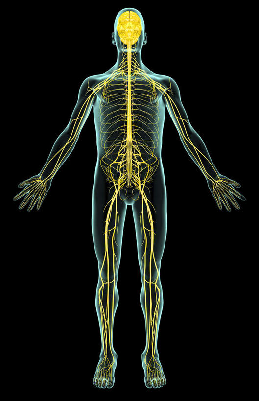 神经,动脉,静脉,无人,站,竖图,插画,x光片,室内,特写,白天,正面,数码,科技,静物,阴影,黑色背景,辐射,科学,网络,医学,光芒,高光,几何,计算机图形,合成,图画,画,站着,人体,皮肤,电脑合成图,数码合成图,医疗,生物学,科学技术,x射线,x光,漫画,生理学,写实,具体,具象,骶神经,骶神经丛,中枢神经系统,站立,彩图,全身,电磁波,电磁辐射