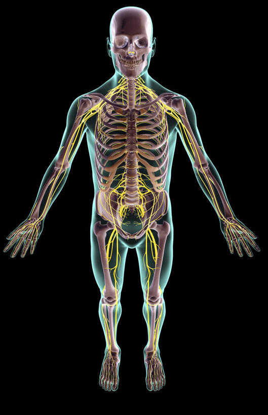 神经,动脉,静脉,骨骼,无人,站,竖图,俯视,插画,x光片,室内,特写,白天,数码,科技,静物,阴影,黑色背景,辐射,科学,网络,医学,骨头,光芒,高光,几何,计算机图形,合成,图画,画,模型,站着,人体,皮肤,电脑合成图,数码合成图,骨架,医疗,生物学,科学技术,x射线,x光,漫画,生理学,写实,具体,具象,骶神经,骶神经丛,中枢神经系统,站立,彩图,高角度拍摄,全身,电磁波,电磁辐射