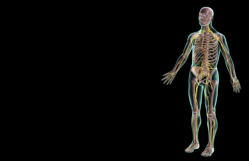 神经,动脉,静脉,骨骼,无人,站,横图,插画,x光片,室内,特写,白天,正面,数码,科技,静物,阴影,黑色背景,辐射,科学,网络,医学,骨头,光芒,高光,几何,计算机图形,合成,图画,画,模型,站着,人体,皮肤,电脑合成图,数码合成图,骨架,医疗,生物学,科学技术,x射线,x光,漫画,生理学,写实,具体,具象,骶神经,骶神经丛,中枢神经系统,站立,彩图,全身,电磁波,电磁辐射