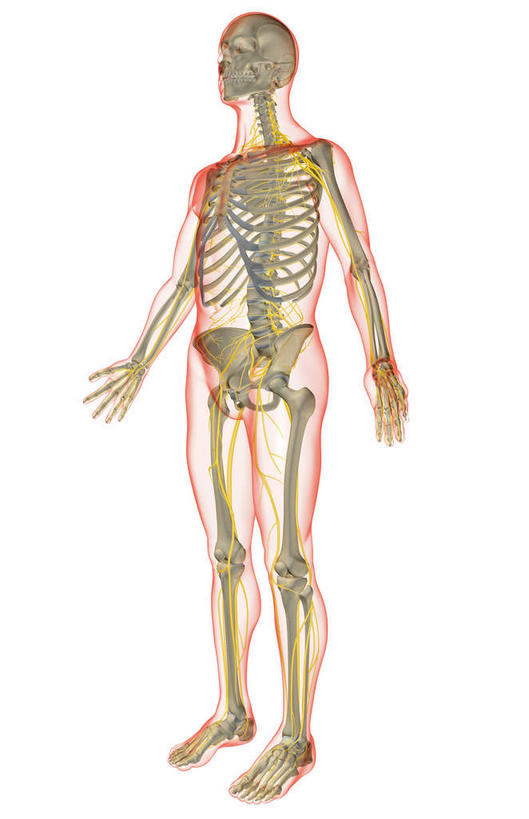 神经,动脉,静脉,骨骼,无人,站,竖图,插画,x光片,室内,特写,白天,白色背景,正面,数码,科技,静物,阴影,辐射,科学,网络,医学,骨头,光芒,高光,几何,计算机图形,合成,图画,画,红色,模型,站着,人体,皮肤,电脑合成图,数码合成图,骨架,医疗,生物学,科学技术,x射线,x光,漫画,生理学,写实,具体,具象,骶神经,骶神经丛,中枢神经系统,站立,彩图,全身,电磁波,电磁辐射