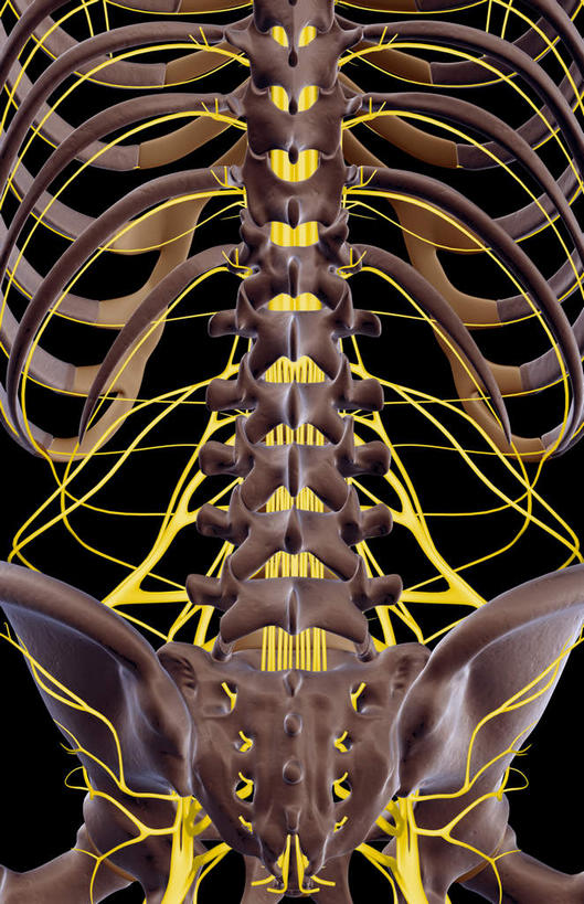 神经,动脉,静脉,骨骼,肋骨,无人,竖图,插画,室内,特写,白天,正面,数码,科技,静物,阴影,黑色背景,局部,网络,医学,骨头,高光,几何,计算机图形,合成,图画,画,模型,人体,部分,电脑合成图,数码合成图,骨架,生物学,漫画,生理学,写实,具体,具象,骶骨,髋骨,尾骨,腰骨,肋软骨,腰丛,半身,彩图