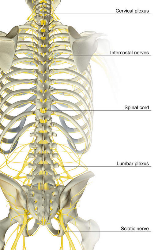 腰,神经,动脉,静脉,骨骼,肋骨,无人,站,竖图,插画,室内,特写,白天,白色背景,正面,数码,科技,静物,阴影,局部,网络,医学,英文,标志,文字,字符,字母,骨头,高光,几何,计算机图形,合成,图画,标识,画,模型,站着,马尾,人体,英文字母,部分,电脑合成图,数码合成图,骨架,生物学,漫画,生理学,写实,具体,具象,骶骨,股骨,髋骨,尾骨,腰骨,肋间神经,胸神经,肋软骨,腰丛神经,站立,半身,彩图