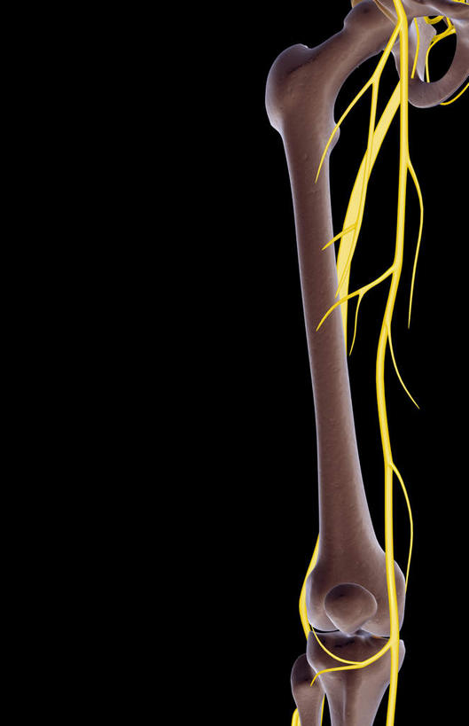 神经,动脉,静脉,骨骼,无人,竖图,插画,室内,特写,白天,正面,数码,科技,静物,阴影,黑色背景,局部,网络,医学,骨头,高光,几何,计算机图形,合成,图画,画,模型,人体,部分,电脑合成图,数码合成图,骨架,生物学,漫画,生理学,写实,具体,具象,髌骨,股骨,隐神经,股骨神经,半身,彩图