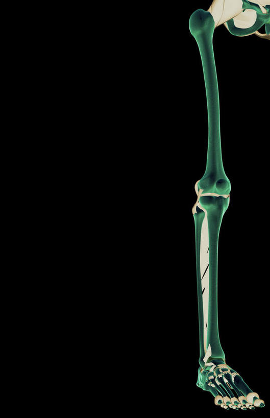 动脉,静脉,骨骼,无人,竖图,插画,室内,特写,白天,正面,数码,科技,静物,阴影,黑色背景,局部,网络,医学,骨头,光芒,高光,几何,计算机图形,合成,图画,画,模型,人体,部分,电脑合成图,数码合成图,骨架,生物学,韧带,漫画,生理学,写实,具体,具象,髌骨,腓骨,跗骨,股骨,胫骨,趾骨,蹠骨,半身,彩图,前纵韧带