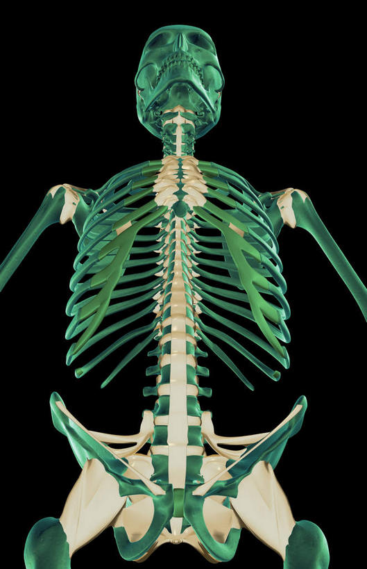 锁骨,肩胛骨,动脉,静脉,骨骼,胸骨,肋骨,无人,站,竖图,插画,室内,特写,白天,正面,数码,科技,静物,阴影,黑色背景,局部,网络,医学,骨头,光芒,高光,几何,计算机图形,合成,图画,画,模型,站着,人体,部分,电脑合成图,数码合成图,骨架,生物学,韧带,漫画,生理学,写实,具体,具象,鼻骨,骶骨,顶骨,额骨,肱骨,颈椎,髋骨,颞骨,尾骨,胸椎,腰骨,下颌骨,肋软骨,颧骨,站立,半身,彩图,前纵韧带