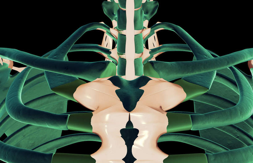 动脉,静脉,骨骼,肋骨,无人,横图,插画,室内,特写,白天,正面,数码,科技,静物,阴影,黑色背景,局部,网络,医学,骨头,光芒,高光,几何,计算机图形,合成,图画,画,模型,人体,部分,电脑合成图,数码合成图,骨架,生物学,韧带,漫画,生理学,写实,具体,具象,颈椎,胸椎,肋软骨,半身,彩图,前纵韧带