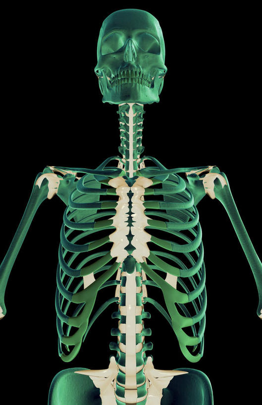 锁骨,肩胛骨,动脉,静脉,骨骼,胸骨,肋骨,无人,竖图,插画,室内,特写,白天,正面,数码,科技,静物,阴影,黑色背景,局部,网络,医学,骨头,光芒,高光,几何,计算机图形,合成,图画,画,模型,人体,部分,电脑合成图,数码合成图,骨架,生物学,韧带,漫画,生理学,写实,具体,具象,鼻骨,尺骨,骶骨,顶骨,额骨,肱骨,颈椎,髋骨,颞骨,尾骨,胸椎,腰骨,下颌骨,肋软骨,颧骨,半身,彩图,前纵韧带