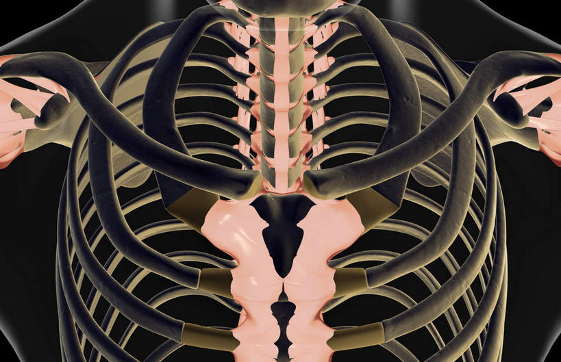 锁骨,肩胛骨,动脉,静脉,骨骼,胸骨,肋骨,无人,横图,插画,x光片,室内,特写,白天,正面,数码,科技,静物,阴影,黑色背景,局部,辐射,科学,网络,医学,骨头,光芒,高光,几何,计算机图形,合成,图画,画,模型,人体,部分,电脑合成图,数码合成图,骨架,医疗,生物学,科学技术,x射线,x光,韧带,漫画,生理学,写实,具体,具象,胸椎,腰骨,肋软骨,半身,彩图,前纵韧带,电磁波,电磁辐射