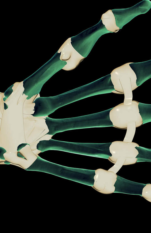 动脉,静脉,骨骼,无人,竖图,插画,室内,特写,白天,正面,数码,科技,静物,伸展,张开,阴影,黑色背景,局部,网络,医学,骨头,光芒,高光,几何,计算机图形,合成,图画,画,模型,伸直,人体,部分,电脑合成图,数码合成图,骨架,生物学,韧带,漫画,生理学,写实,具体,具象,掌骨,指骨,半身,彩图,五指张开,前纵韧带