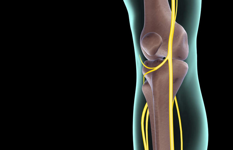 神经,动脉,静脉,骨骼,无人,横图,插画,x光片,室内,特写,白天,正面,数码,科技,静物,阴影,黑色背景,局部,辐射,科学,网络,医学,骨头,光芒,高光,几何,计算机图形,合成,图画,画,绿色,模型,人体,部分,电脑合成图,数码合成图,骨架,医疗,生物学,科学技术,x射线,x光,漫画,生理学,写实,具体,具象,髌骨,隐神经,半身,彩图,电磁波,电磁辐射