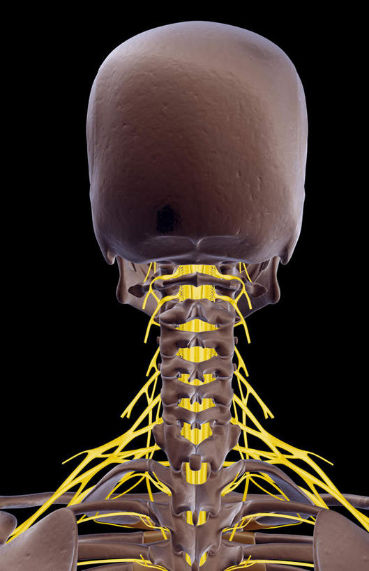 锁骨,动脉,静脉,骨骼,无人,竖图,插画,室内,特写,白天,正面,数码,科技,静物,阴影,黑色背景,局部,网络,医学,骨头,高光,几何,计算机图形,合成,图画,画,模型,人体,部分,电脑合成图,数码合成图,骨架,生物学,漫画,生理学,写实,具体,具象,顶骨,颈椎,颈神经,下颌骨,颈丛,臂丛神经,半身,彩图